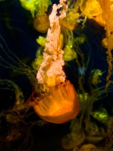 jellyfishdown