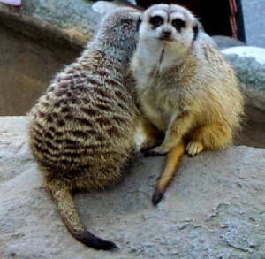 meerkats_small