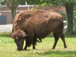 Buffalo from Sullys Hill