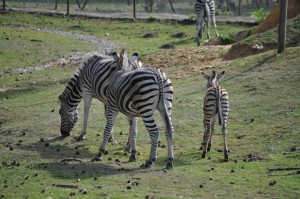 Zebra family