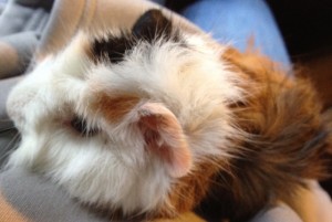 Patty the baby guinea pig