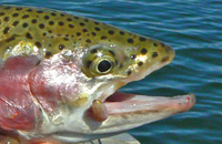 The head of a trout