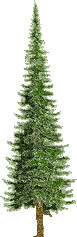 tree-fir