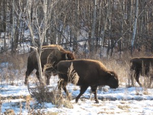 buffalo in the snow