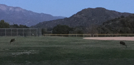 deer in a baseball field