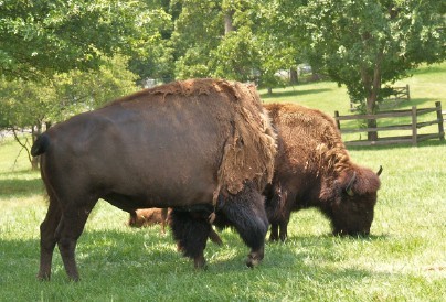 two buffalo grazing in a field